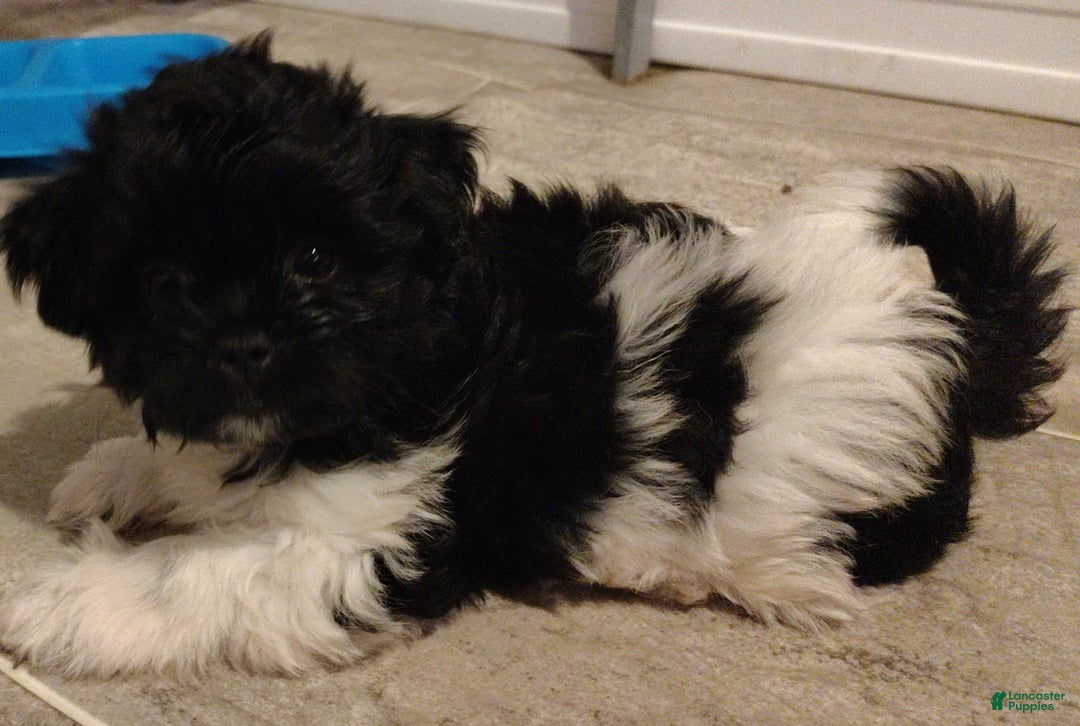Shih Tzu dogs for sale: Armani - Image 3