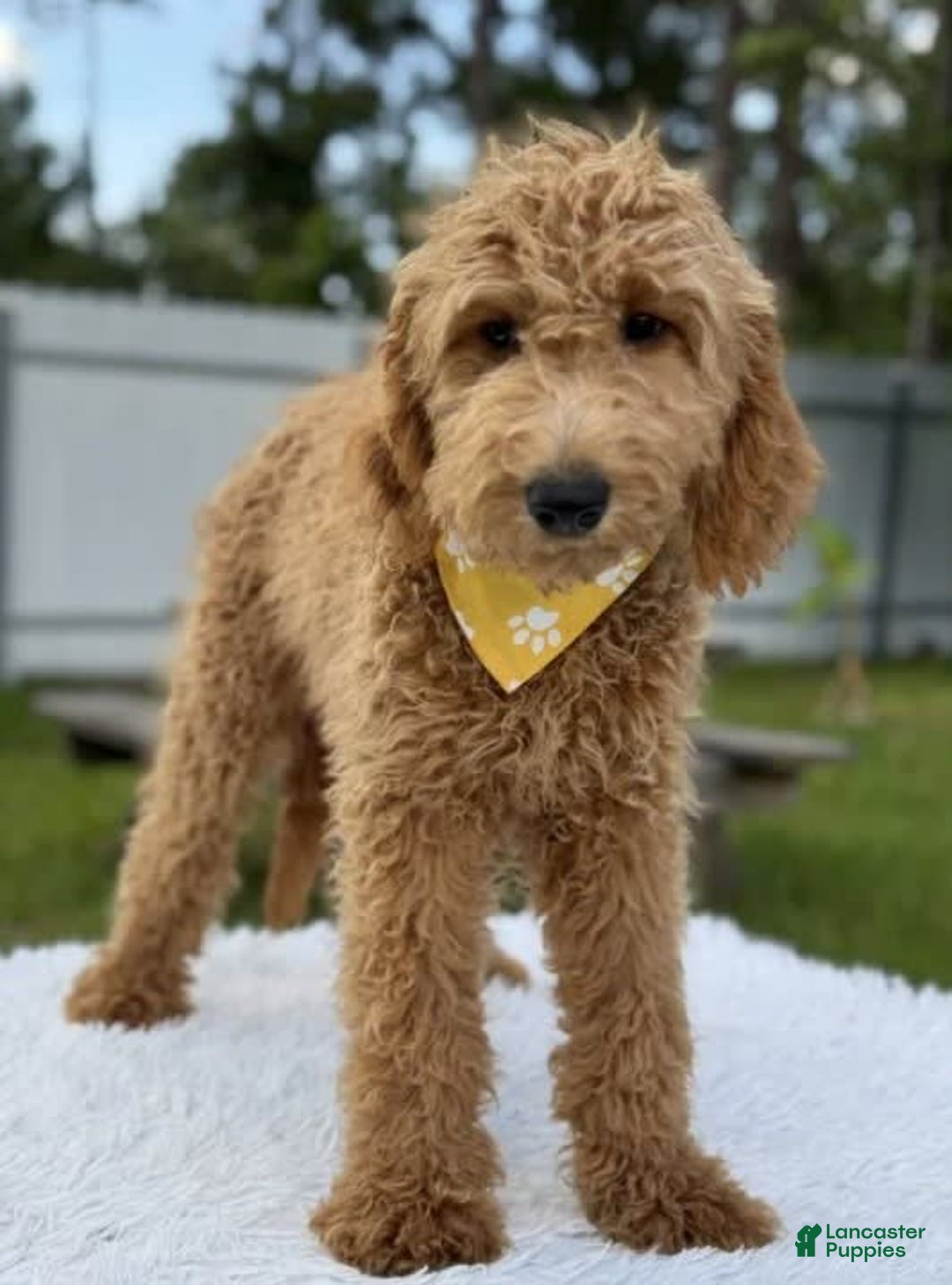 Mini Goldendoodle dogs for sale: Apollo - Image 11