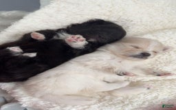 Pomeranian dogs for sale: Manny - Image 4