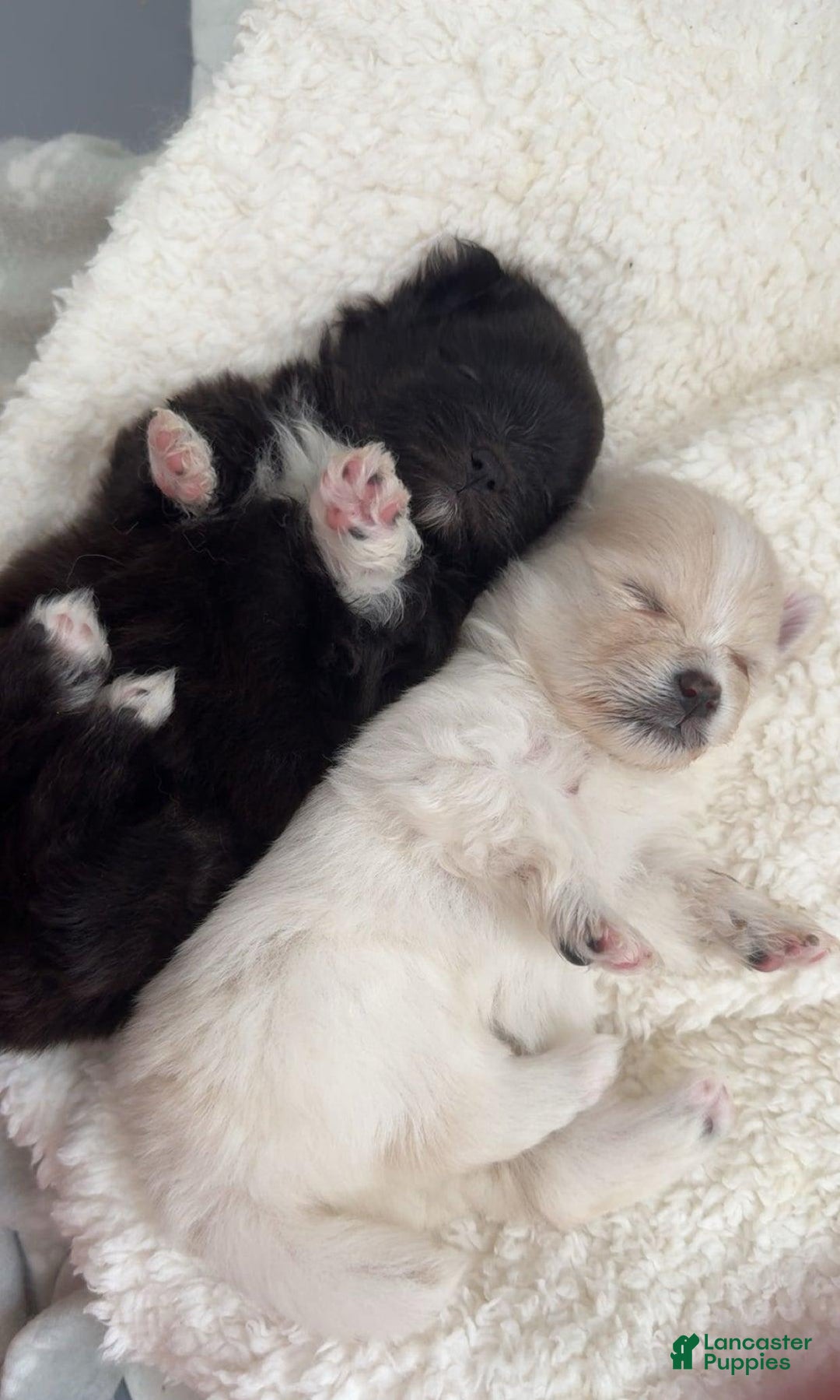 Pomeranian dogs for sale: Manny - Image 4