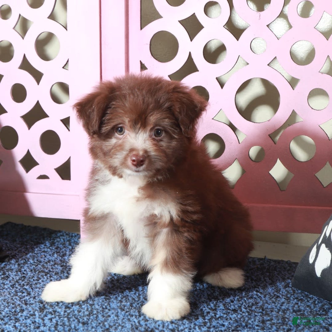 Mini Aussiedoodle dogs for sale: Mini Aussiedoodle 2 puppies - Image 2