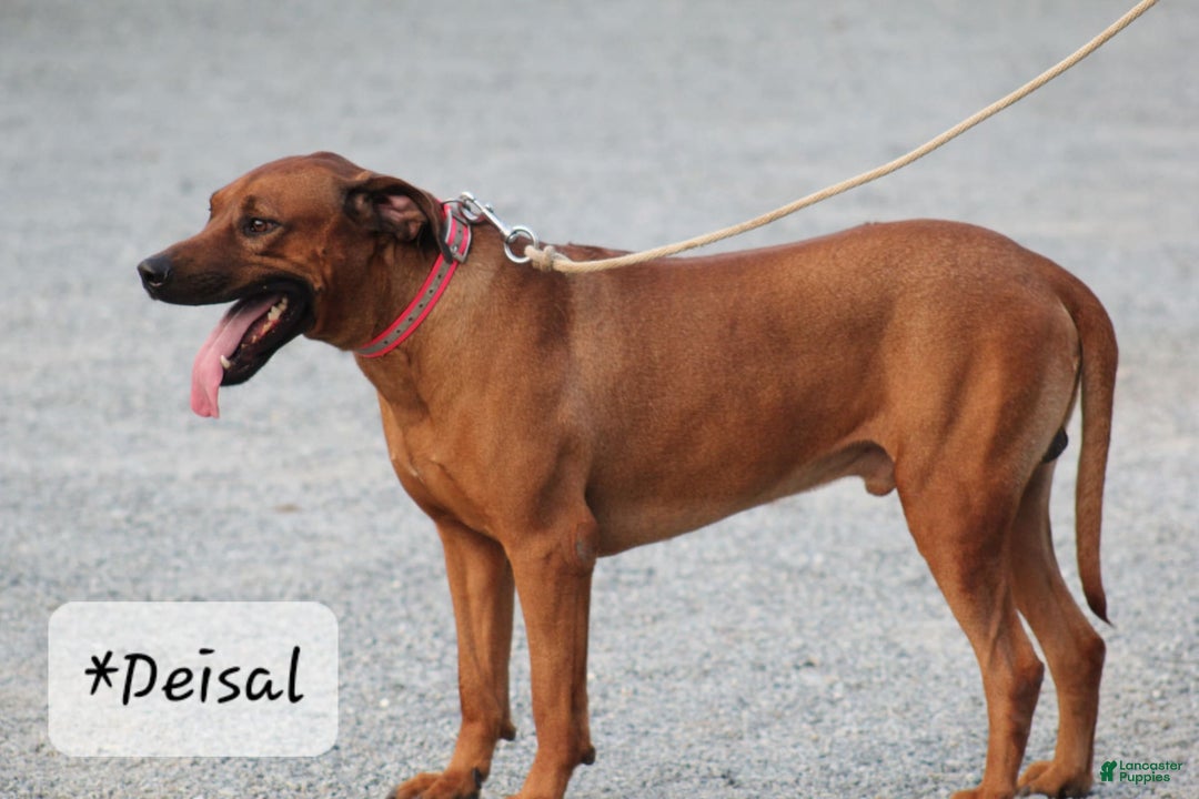 Rhodesian Ridgeback dogs for sale: Gail - Image 5