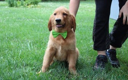 Golden Retriever dogs for sale: Gunther - Image 9
