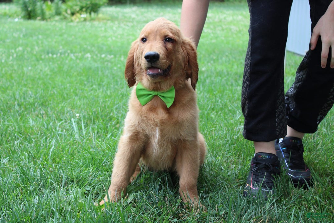 Golden Retriever dogs for sale: Gunther - Image 9
