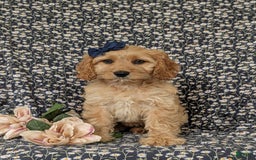 Cockapoo dogs for sale: Dorian - Image 5
