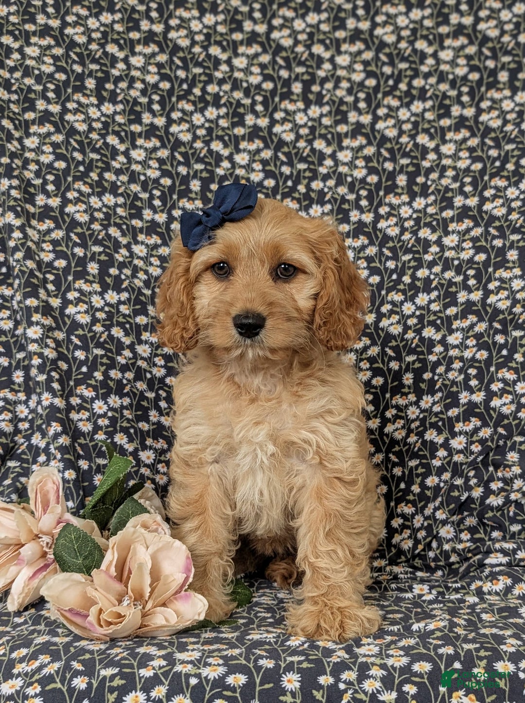 Cockapoo dogs for sale: Dorian - Image 5