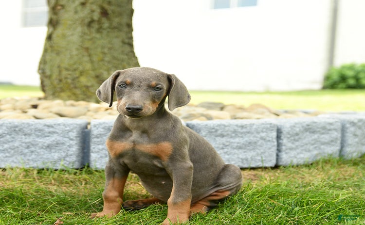 Doberman Pinscher dogs for sale - Ad 2