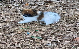 Pomeranian dogs for sale: Buddy - Image 3