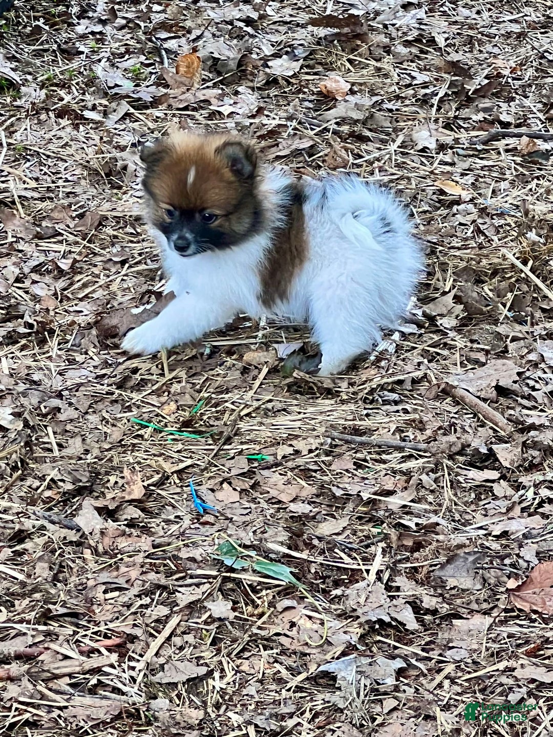 Pomeranian dogs for sale: Buddy - Image 3
