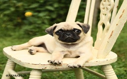 Pug dogs for sale: Jasmine - Image 8