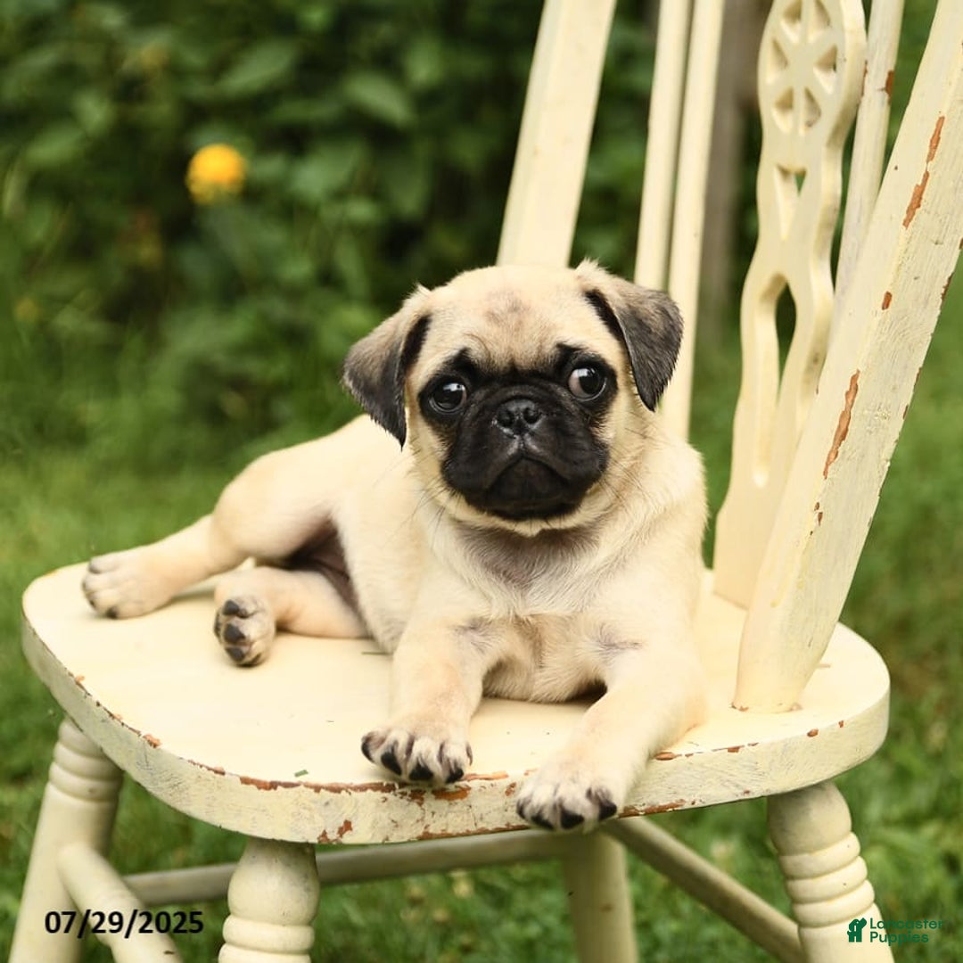 Pug dogs for sale: Jasmine - Image 8