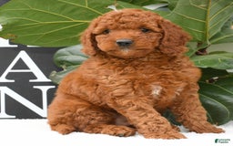 Mini Goldendoodle dogs for sale: Nala - Image 5