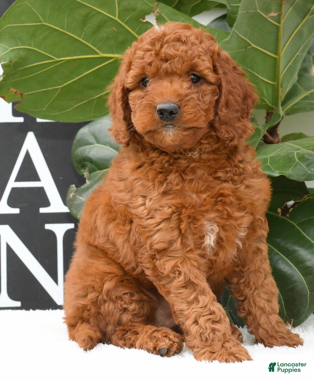 Mini Goldendoodle dogs for sale: Nala - Image 5