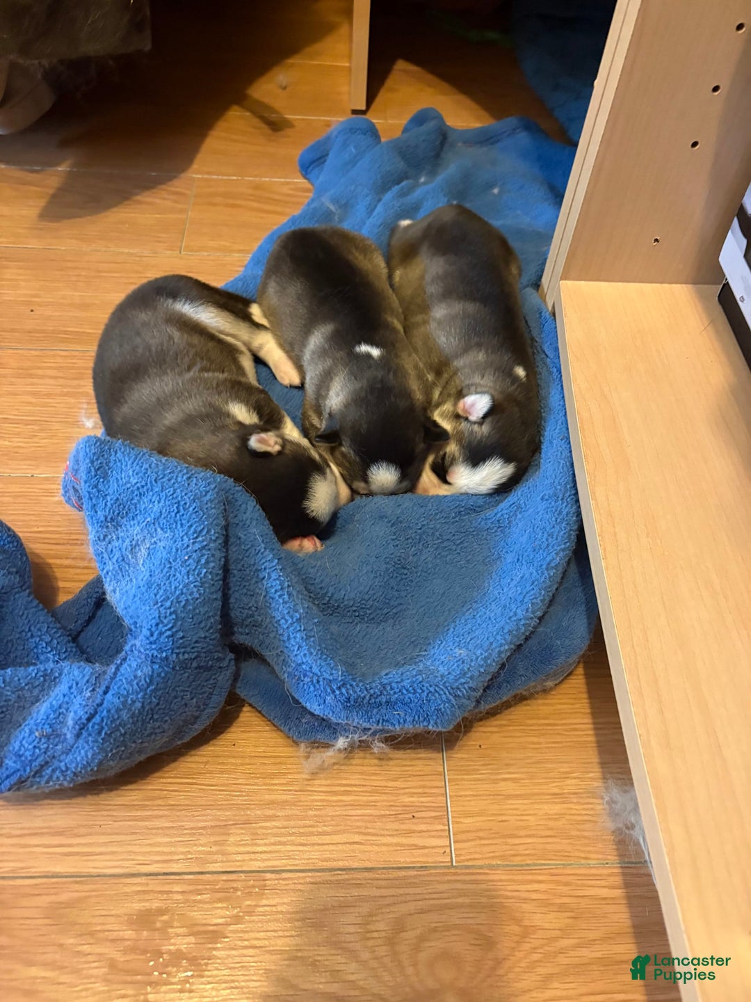 Siberian Husky dogs for sale: King - Image 3
