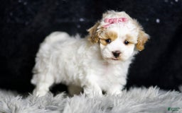 Maltipoo dogs for sale: May - Image 5