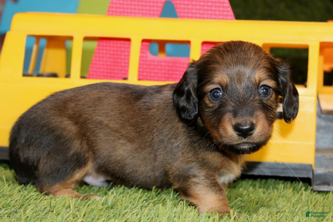 Dachshund dogs for sale: Idris - Image 1