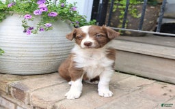 Border Collie dogs for sale: Timmy - Image 3