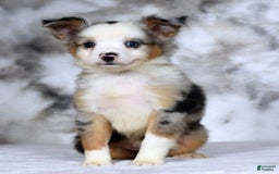  dogs for sale: Maverick - Image 3