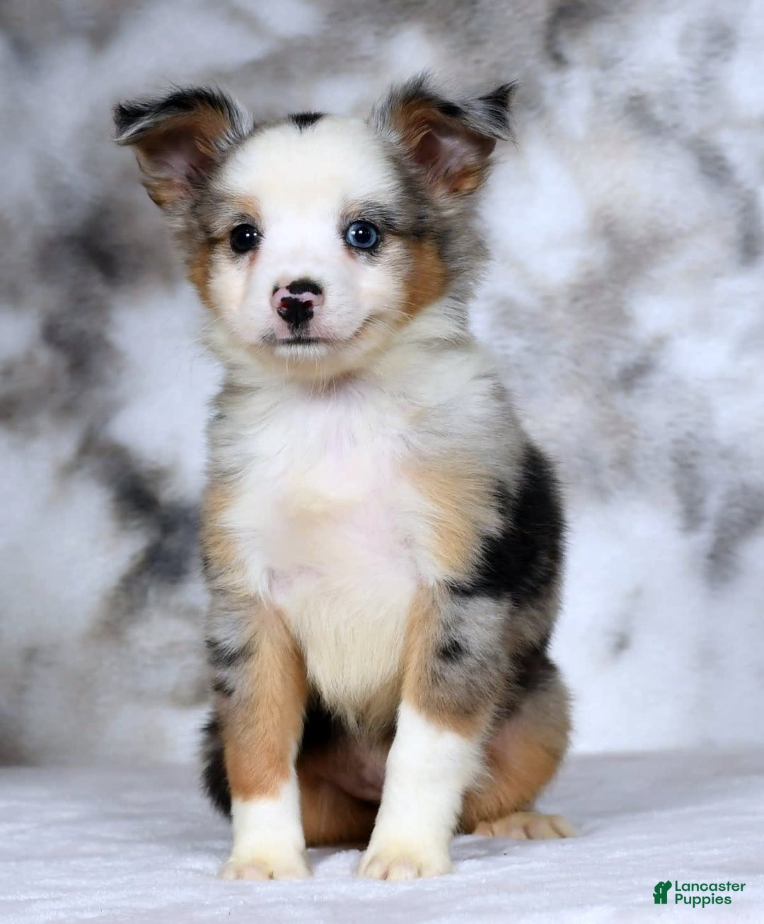 dogs for sale: Maverick - Image 3