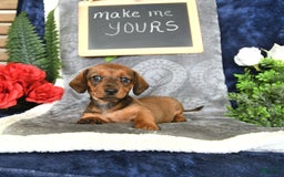 Miniature Dachshund dogs for sale: Patrick - Image 9