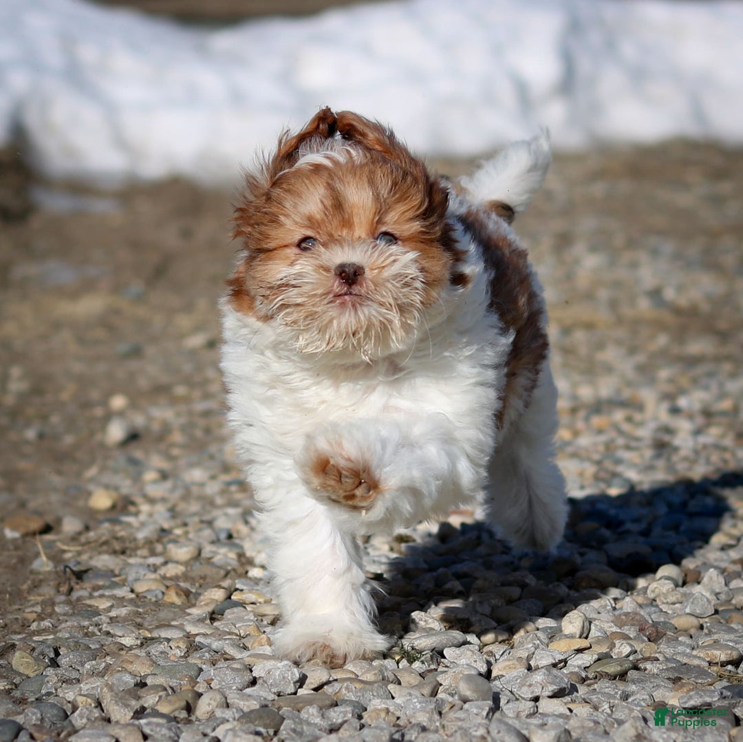 Shihpoo dogs for sale: Amy - Image 15