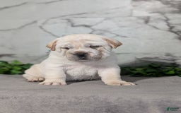 Mini Hippo dogs for sale: Cody - Image 2