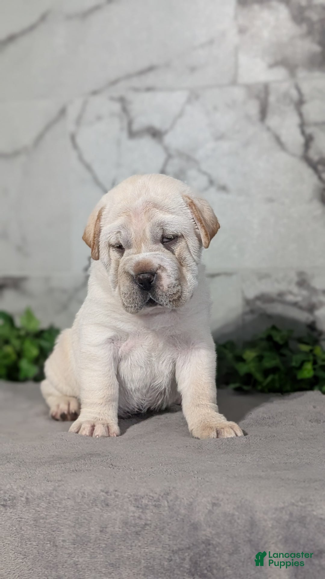 Mini Hippo dogs for sale: Cody - Image 2