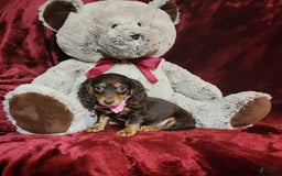 Miniature Dachshund dogs for sale: CANDY - Image 1
