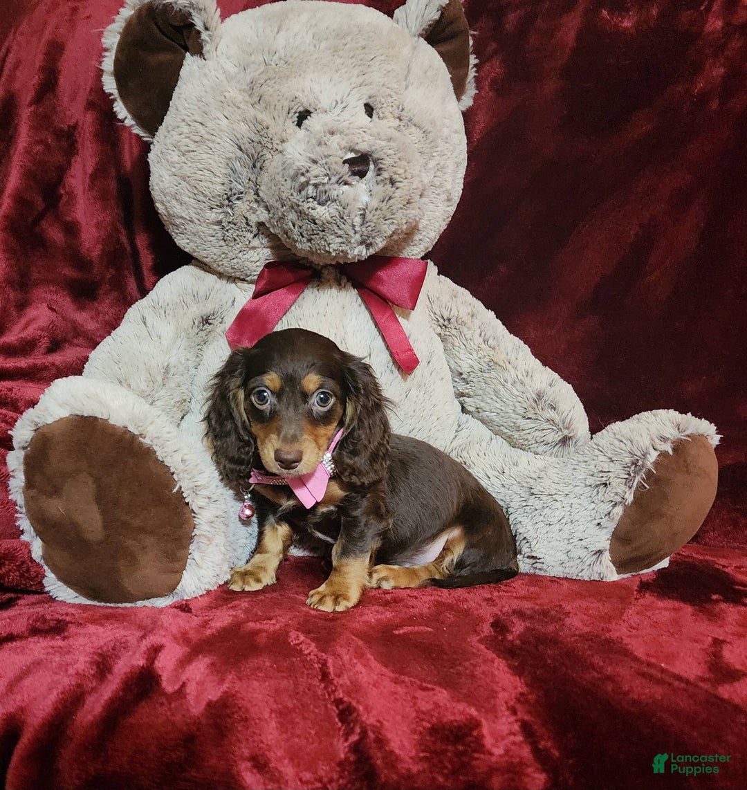 Miniature Dachshund dogs for sale: CANDY - Image 1