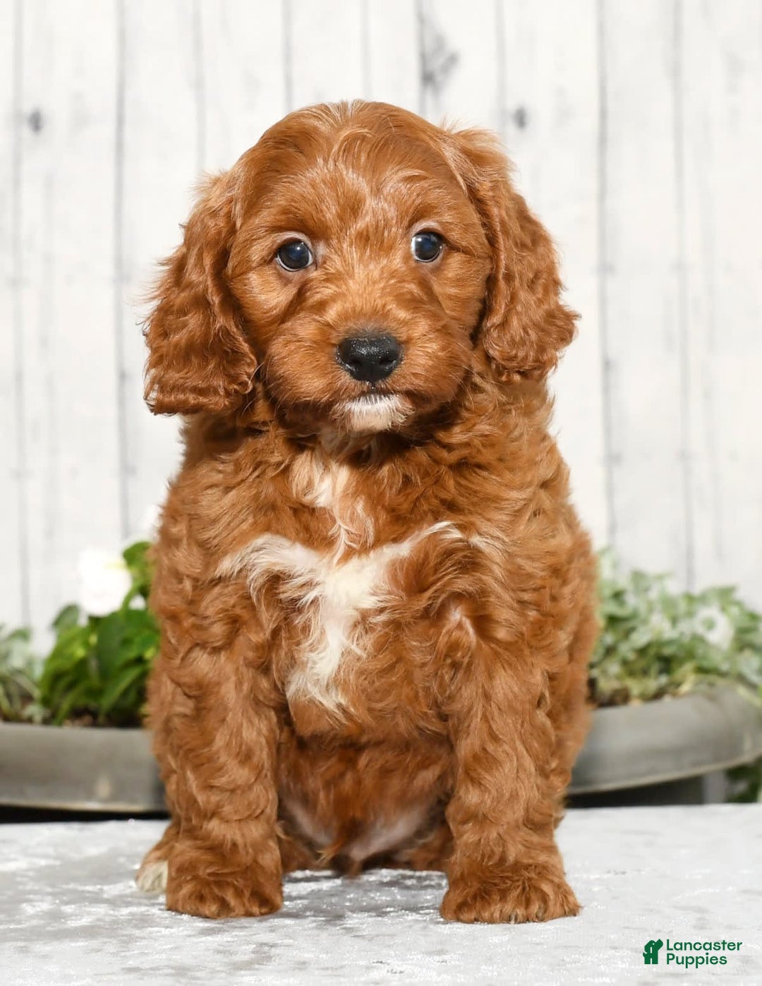 Cavapoo dogs for sale: Tommy - Image 3