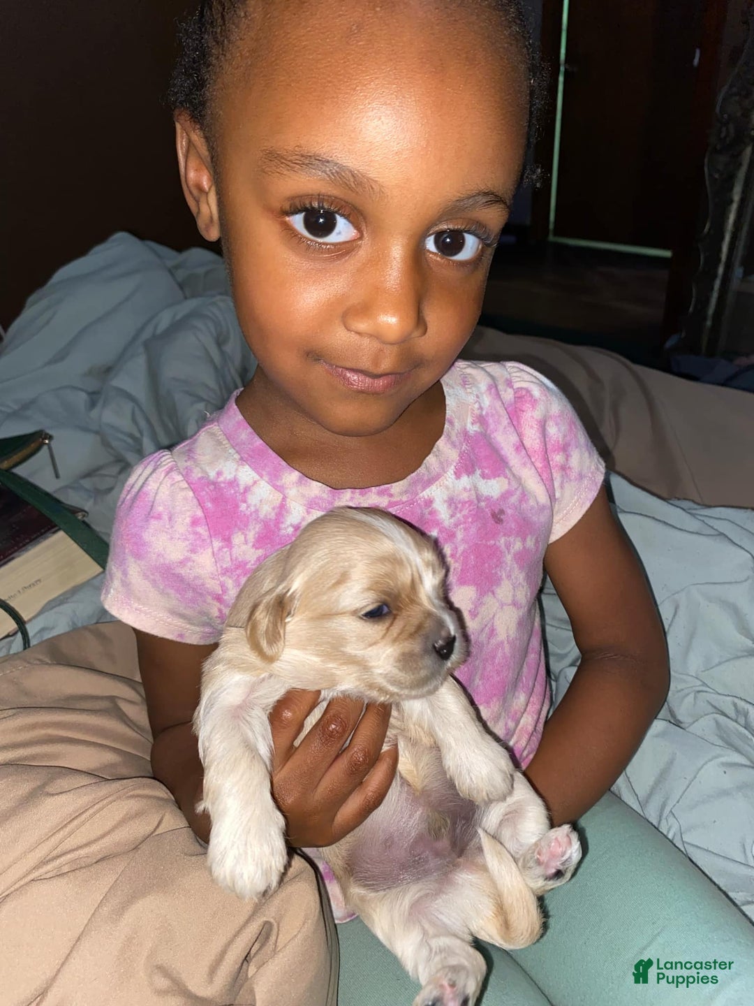 Cavapoo dogs for sale: Male 2 Bruno Jr - Image 10