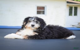 Mini Bernedoodle dogs for sale: Marcy - Image 8