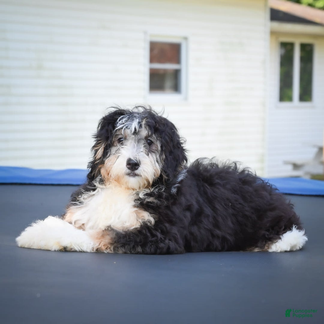 Mini Bernedoodle dogs for sale: Marcy - Image 8