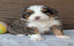 Mini Bernedoodle dogs for sale: Louie - Image 12