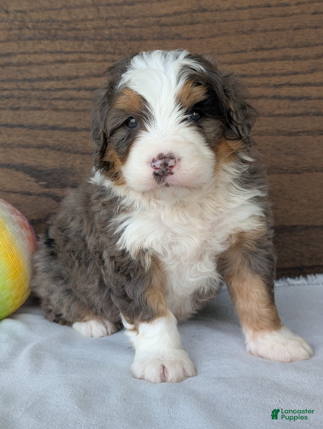 Mini Bernedoodle dogs for sale: Louie - Image 12