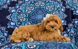 Cockapoo dogs for sale: Dustee - Image 12
