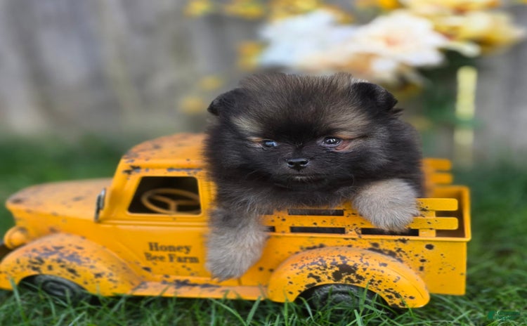 Pomeranian dogs for sale - Ad 1