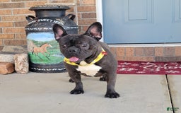 French Bulldog dogs for sale: Fido - Image 27