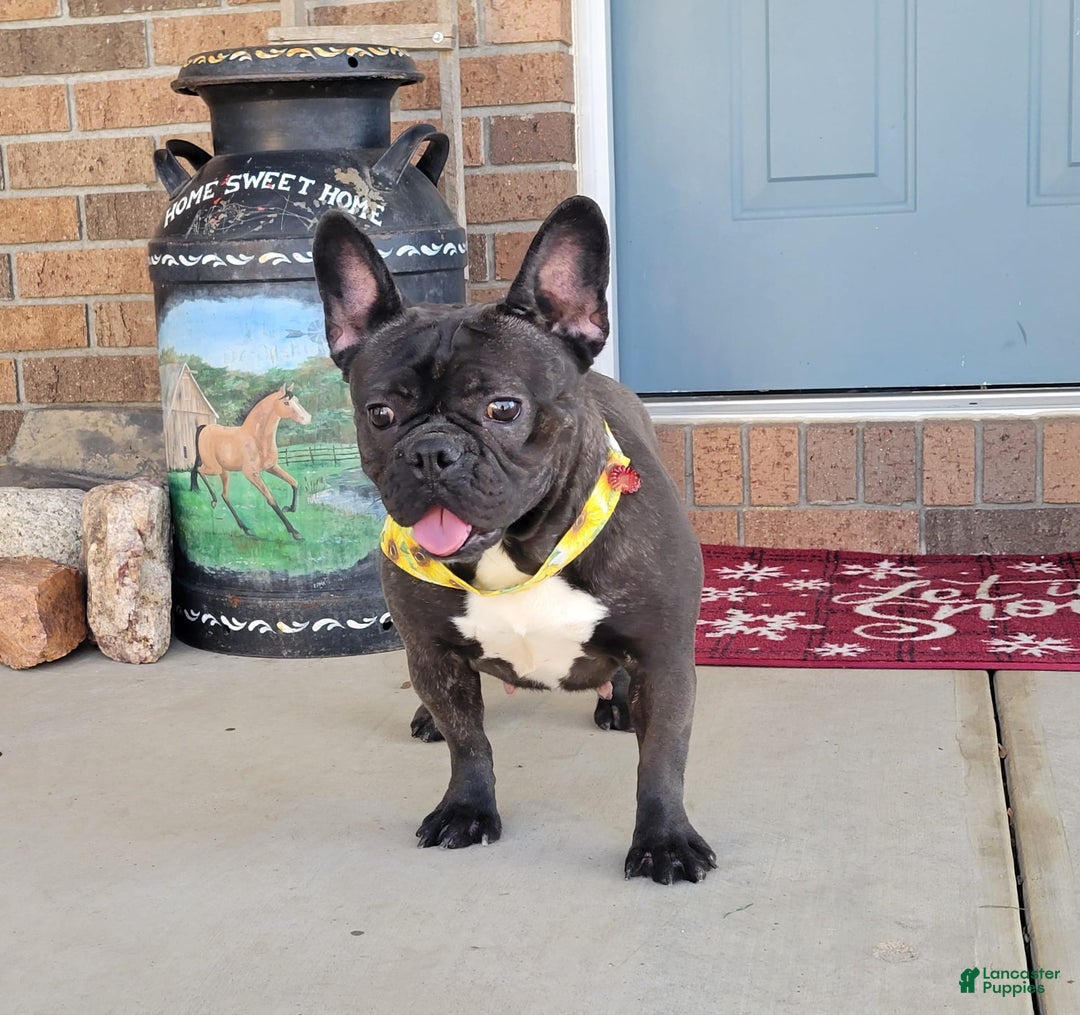 French Bulldog dogs for sale: Fido - Image 27