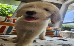 Goldendoodle dogs for sale: Bagel - Image 1