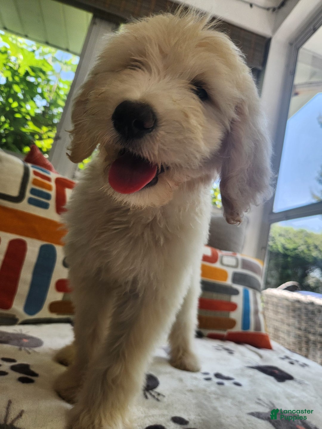Goldendoodle dogs for sale: Bagel - Image 1