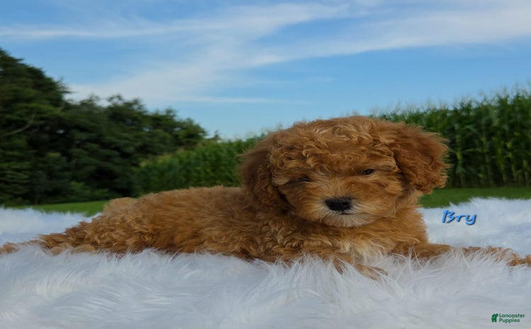 Miniature Poodle dogs for sale - Ad 1