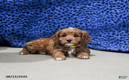 Cavapoo dogs for sale: Buffy - Image 3
