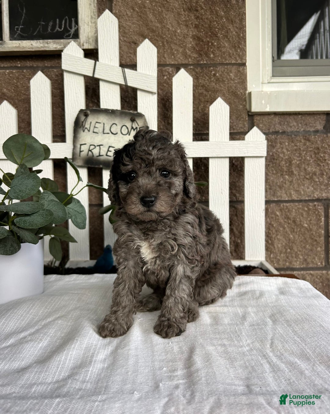Miniature Poodle dogs for sale: Ellie - Image 2