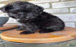 Pomapoo dogs for sale: Maddy - Image 11