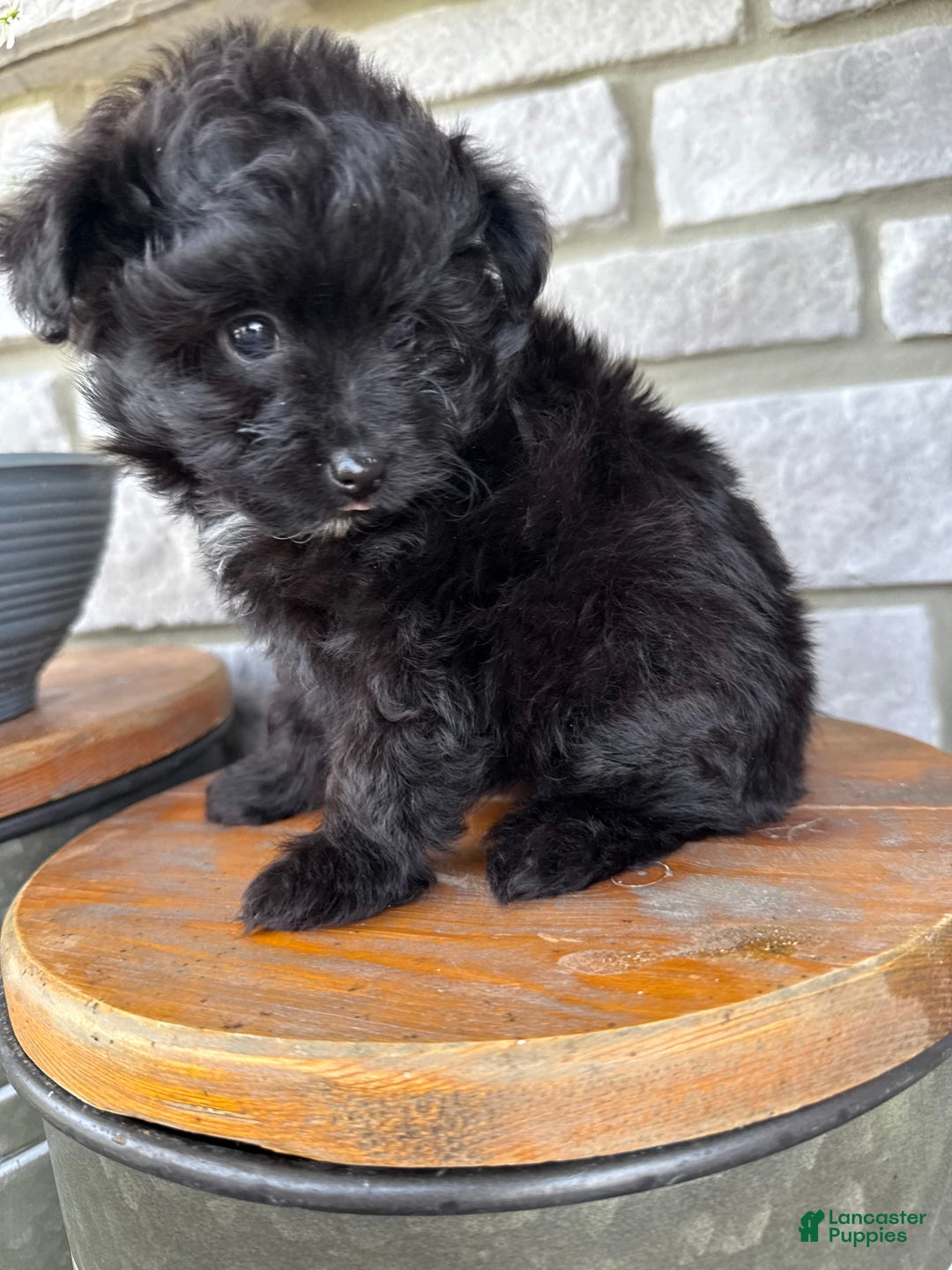 Pomapoo dogs for sale: Maddy - Image 11