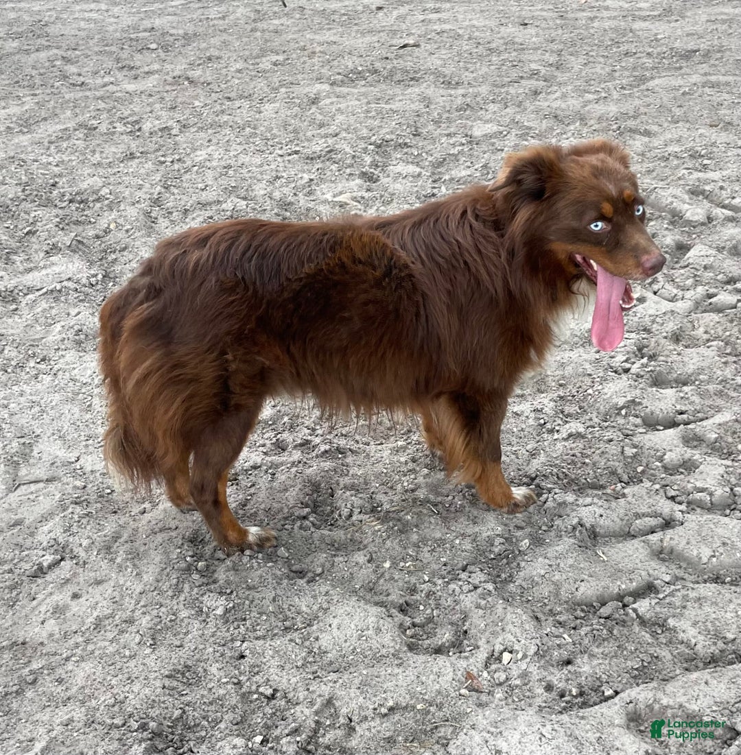Australian Shepherd dogs for sale: L-brown - Image 9