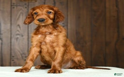 Irish Setter dogs for sale: Maverick - Image 5