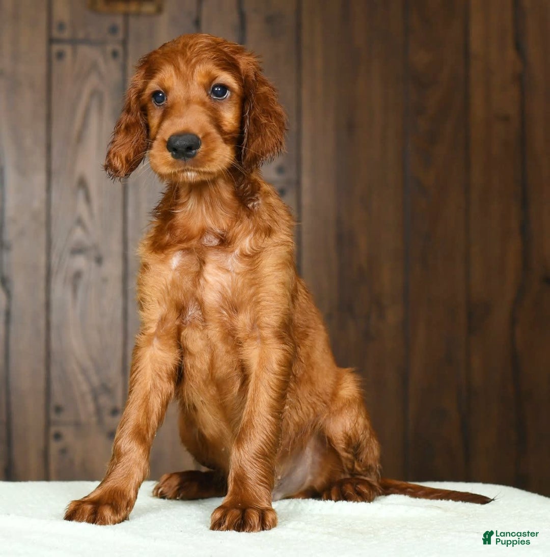 Irish Setter dogs for sale: Maverick - Image 5
