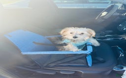 Morkie dogs for sale: Jayce - Image 6
